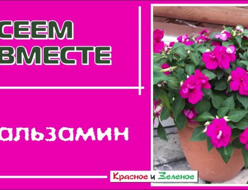 Бальзамин – выращивание из семян и оптимальное время посадки на рассаду