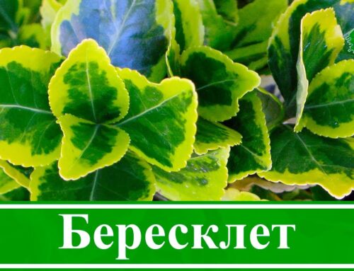 Бересклет – загадочное растение