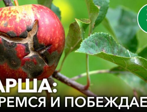 Эффективные способы борьбы с паршей на груше