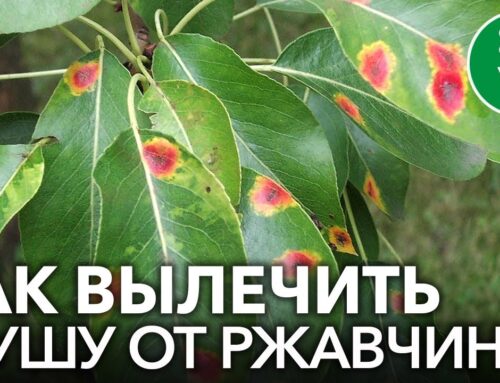 Как избавиться от ржавчины на листьях груши весной
