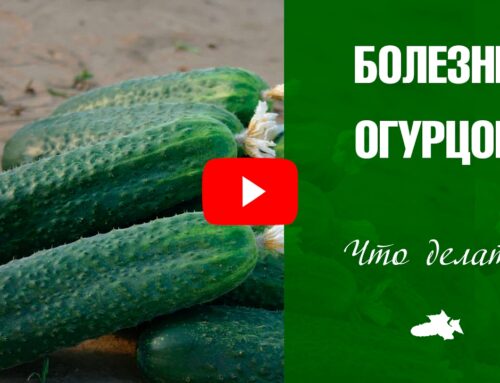 Эффективные методы обработки огурцов в открытом грунте от болезней