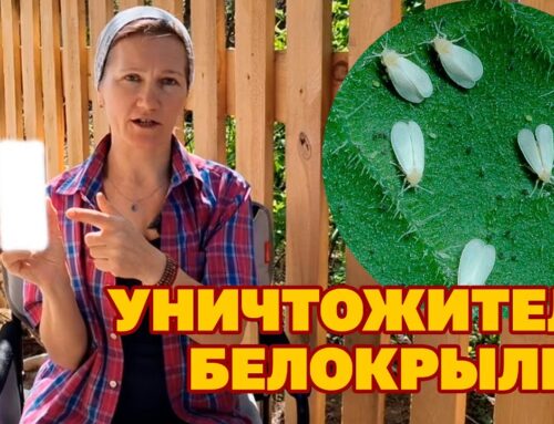 Эффективные способы борьбы с белокрылкой на комнатных цветах