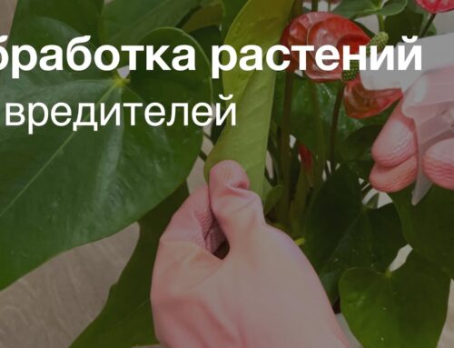 Эффективные способы борьбы с вредителями на цветах в домашних условиях