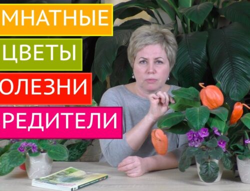 Эффективные способы обработки комнатных растений от вредителей в домашних условиях