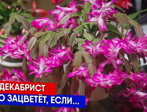 Топ-5 удобрений для декабриста – как обеспечить обильное цветение в декабре