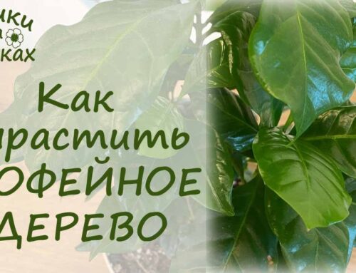 Органические и минеральные удобрения для кофейного дерева в домашних условиях