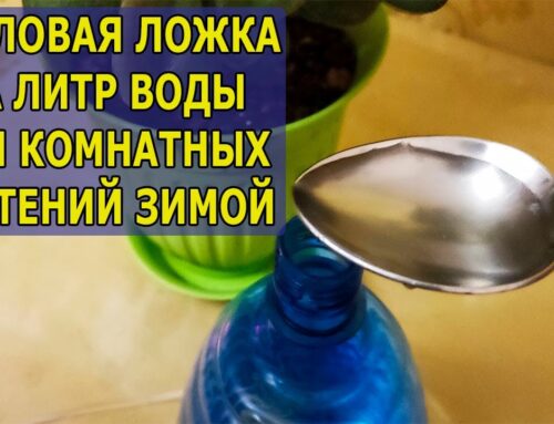 Как правильно поливать комнатные цветы, чтобы избежать пожелтения листьев