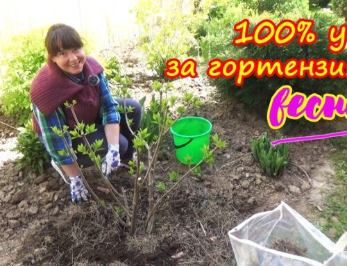 Органические и минеральные удобрения для гортензии – как выбрать правильно?