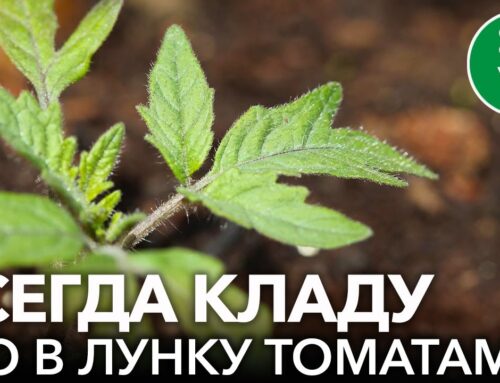 Какие компоненты необходимо добавить в лунку при посадке помидор