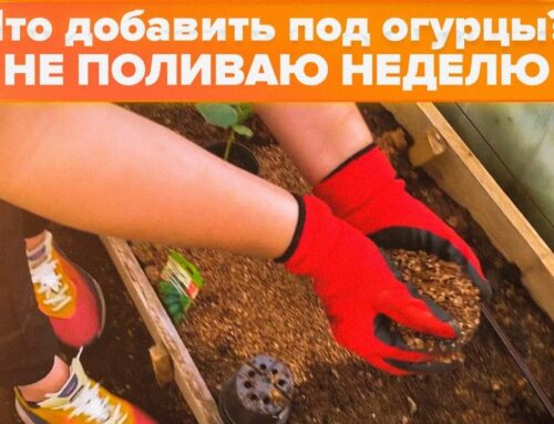 5 секретов успешной посадки огурцов в открытый грунт