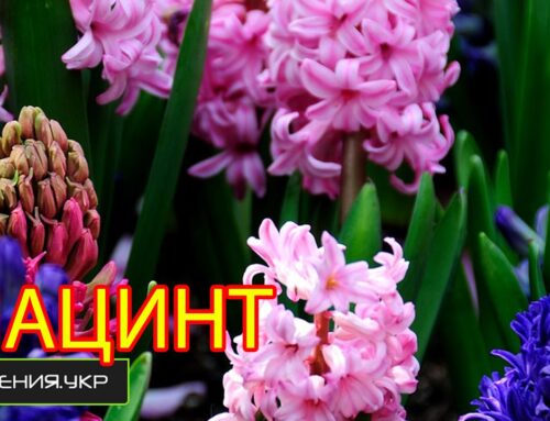 Гиацинт – как правильно сажать луковицу в горшок дома