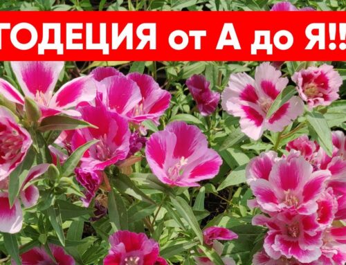 Когда сажать годецию на рассаду – правила и рекомендации