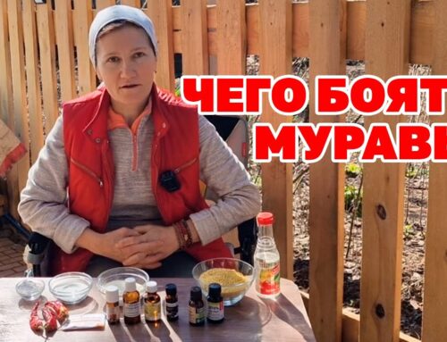 Эффективные способы борьбы с муравьями на участке
