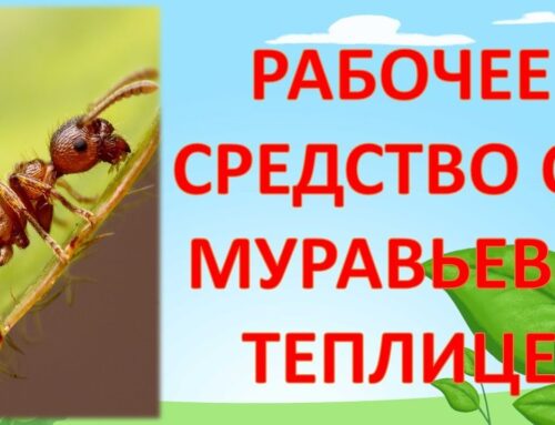 Эффективные способы избавиться от муравьёв в теплице