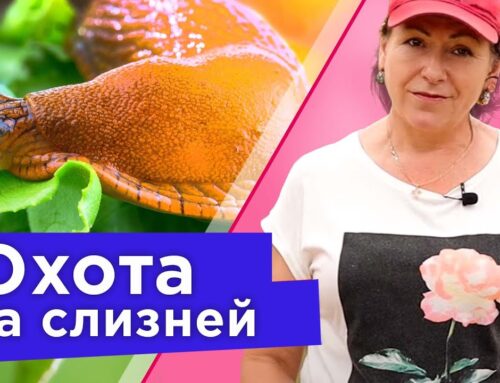 Эффективные способы избавиться от слизней на огороде раз и навсегда