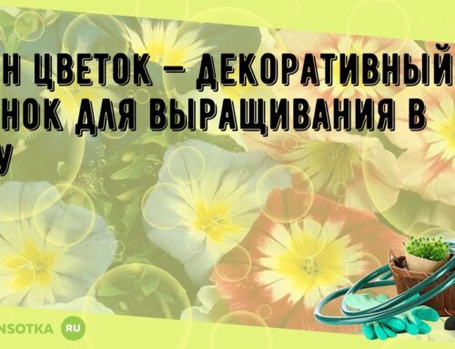 Как называется цветок вьюнок