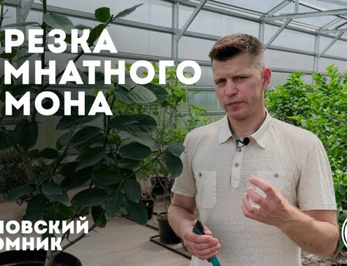 Простой способ обрезать лимон – советы и рекомендации