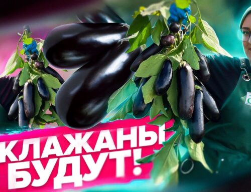Как вырастить и ухаживать за баклажанами