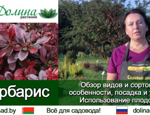 Секреты посадки барбариса – правильная технология выращивания
