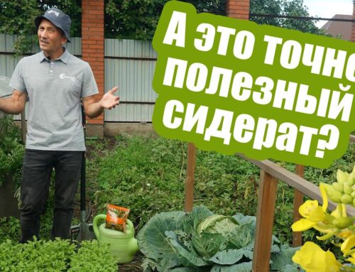 Как правильно посадить горчицу