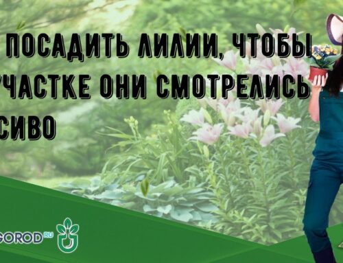 Секреты посадки лилий – как создать красоту в саду