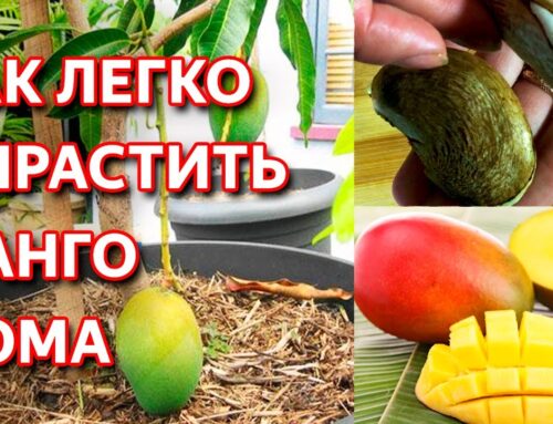 Как правильно посадить семечко манго