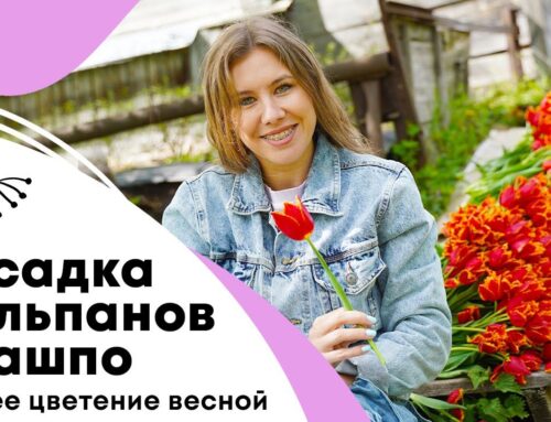 Секреты посадки тюльпанов весной для невероятного цветения