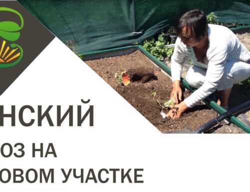 Эффективное применение конского навоза в огородном хозяйстве