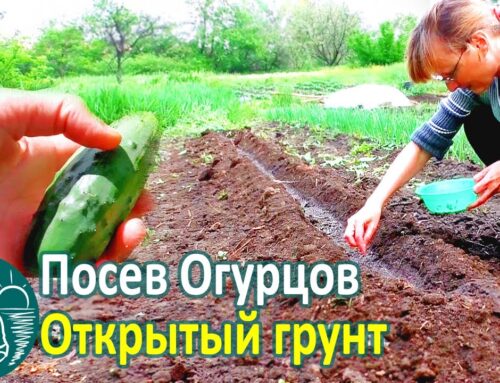 Секреты правильной посадки огурцов семенами весной в открытый грунт