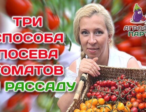 Секреты правильной посадки помидоров на рассаду в домашних условиях