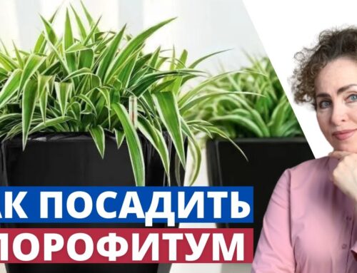Советы по посадке хлорофитума