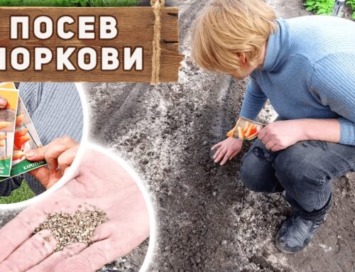 Подробный гид – как правильно сажать морковь семенами в открытом грунте