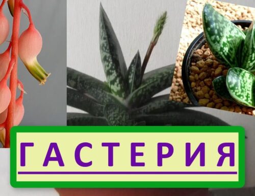 Уход за гастерией – советы и рекомендации
