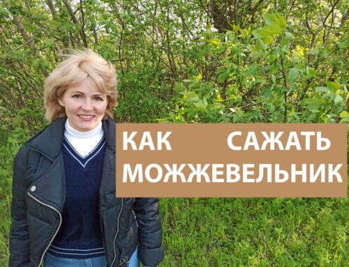 Секреты ухода за можжевельником – советы и рекомендации