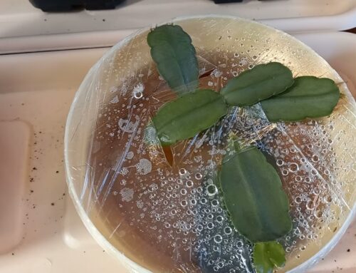 Секреты успешного укоренения рипсалидопсиса