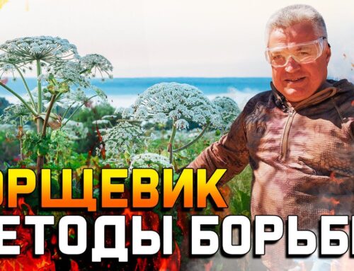 Эффективные способы уничтожения борщевика