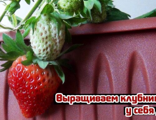 Выращиваем клубнику в квартире – советы и рекомендации