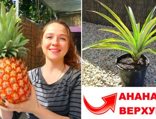 Как вырастить ананас из верхушки плода в домашних условиях