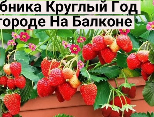 Секреты выращивания клубники на подоконнике в квартире круглый год