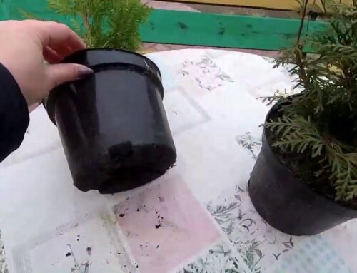 Как вырастить тую из семян дома