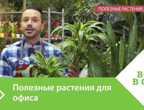 Какой цветок выбрать для рабочего стола в офисе?