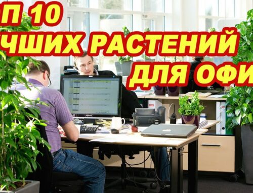 Лучшие цветы для рабочего стола в офисе