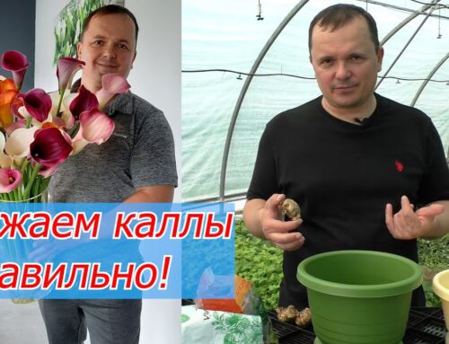 Секреты посадки калл – опыт садоводов