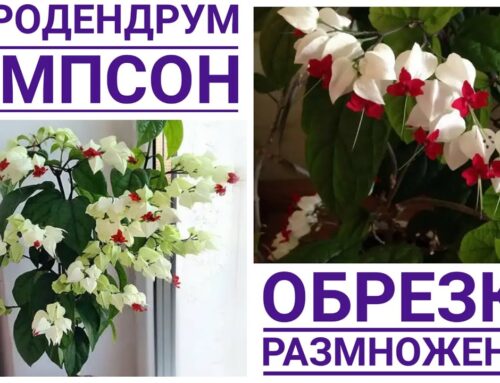 Как правильно обрезать клеродендрум