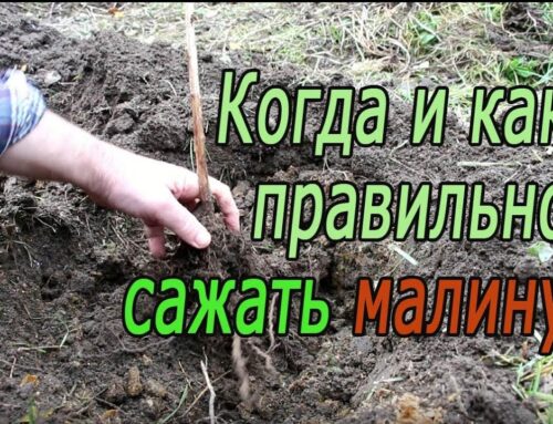 Когда выгоднее сажать малину – осенью или весной?
