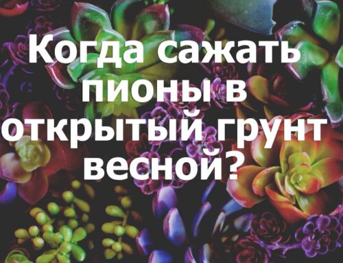 Когда сажать пионы в открытый грунт – правильное время и условия