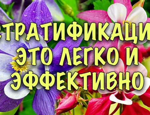Лучшее время для посадки аквилегии на рассаду