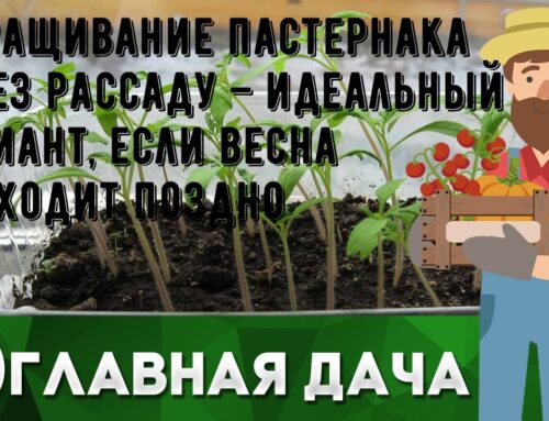 Как определить время для посадки пастернака на рассаду
