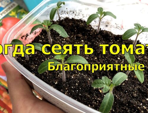 Луна помогает сажать рассаду – правила посадки по лунному календарю