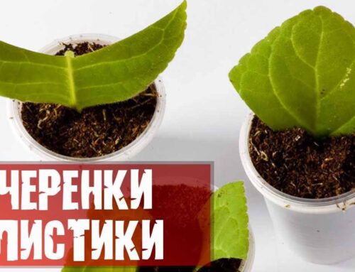 Методы размножения растений с помощью листовых черенков